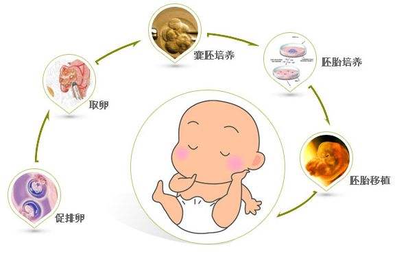 供卵试管婴儿移植4bb囊胚潜力怎么样