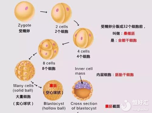 国内公立医院申请供卵现状分析!2023国内公立供卵生子困境