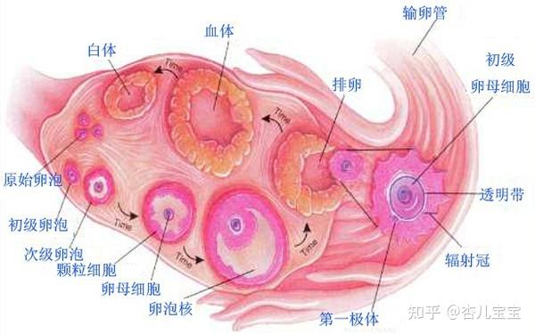 哪里能找到试管代怀多次促排会让身体受损吗？