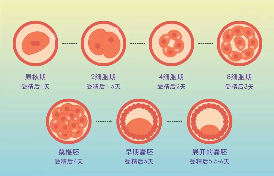 胚胎移植后便秘（教你几兰州离便秘!）